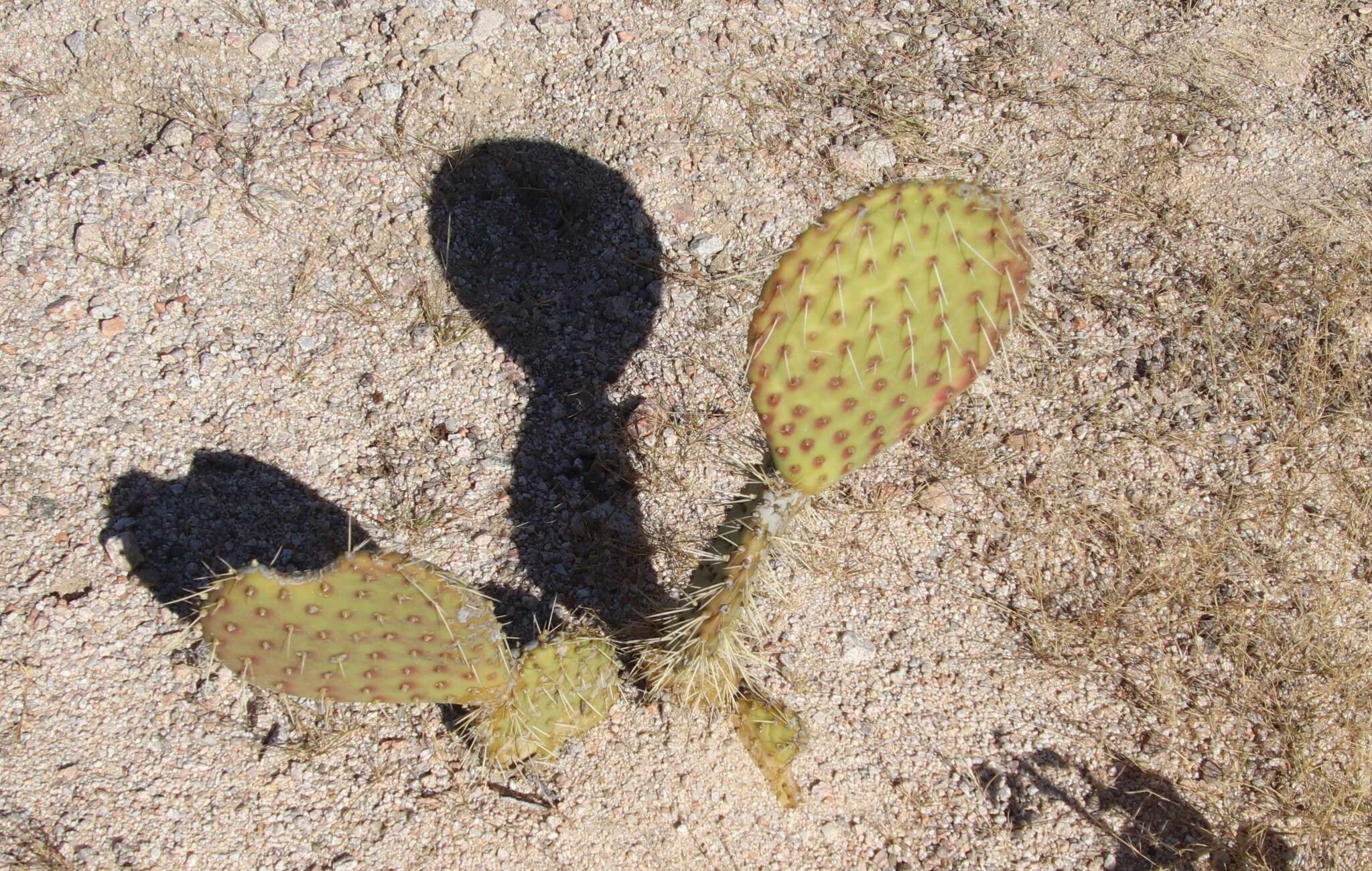 صورة Opuntia comonduensis