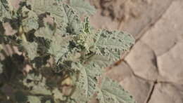 Image of Carrizo Creek globemallow