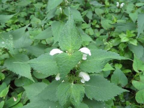 صورة Lamium album subsp. barbatum (Siebold & Zucc.) Mennema