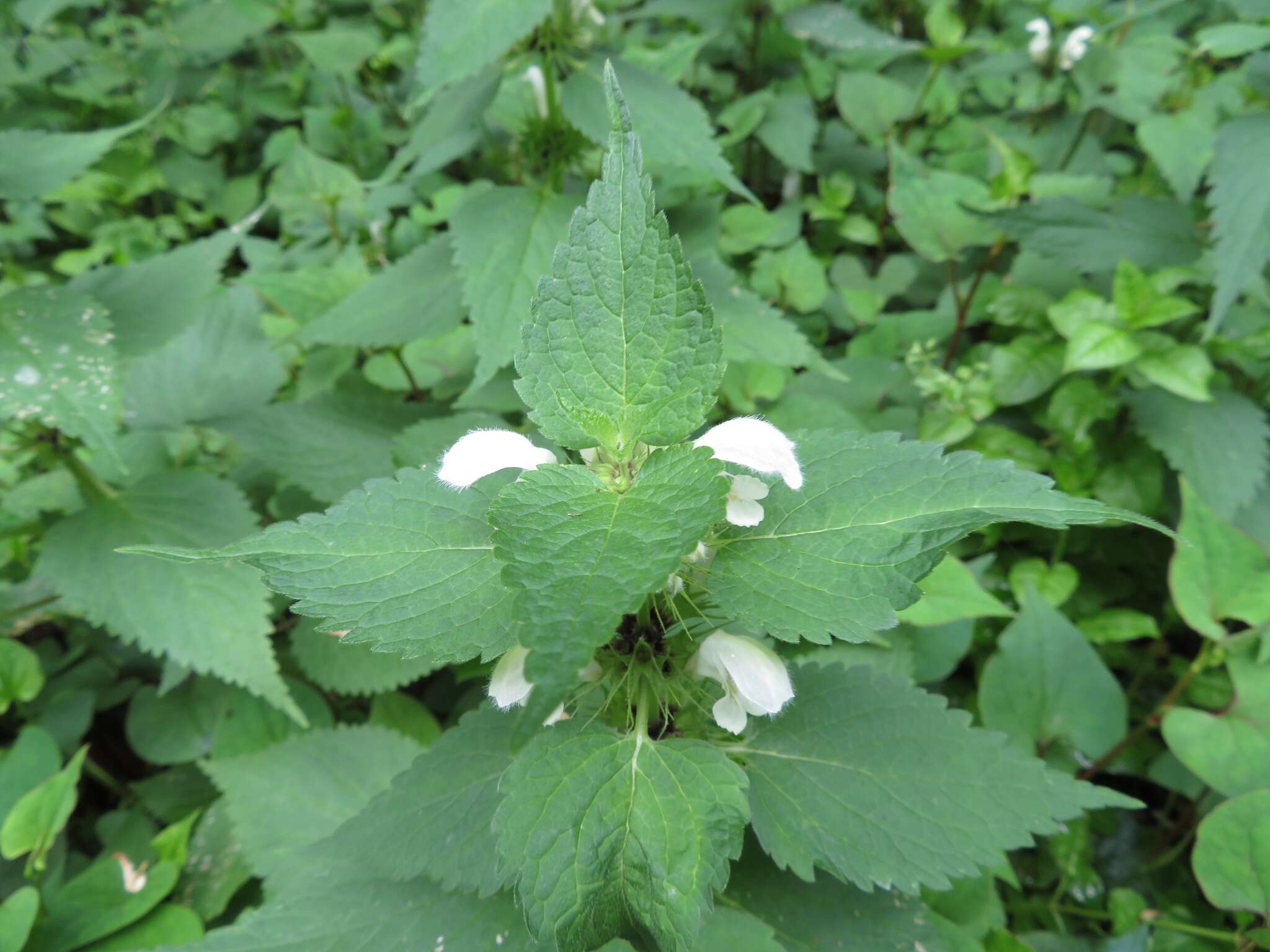 Imagem de Lamium album subsp. barbatum (Siebold & Zucc.) Mennema