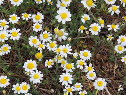 Image of Anthemis werneri Stoj. & Acht.