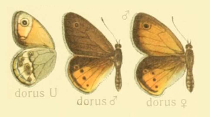 Image of Coenonympha dorus Esper 1782