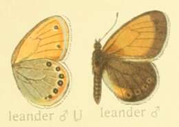 Image of Coenonympha leander Esper 1784