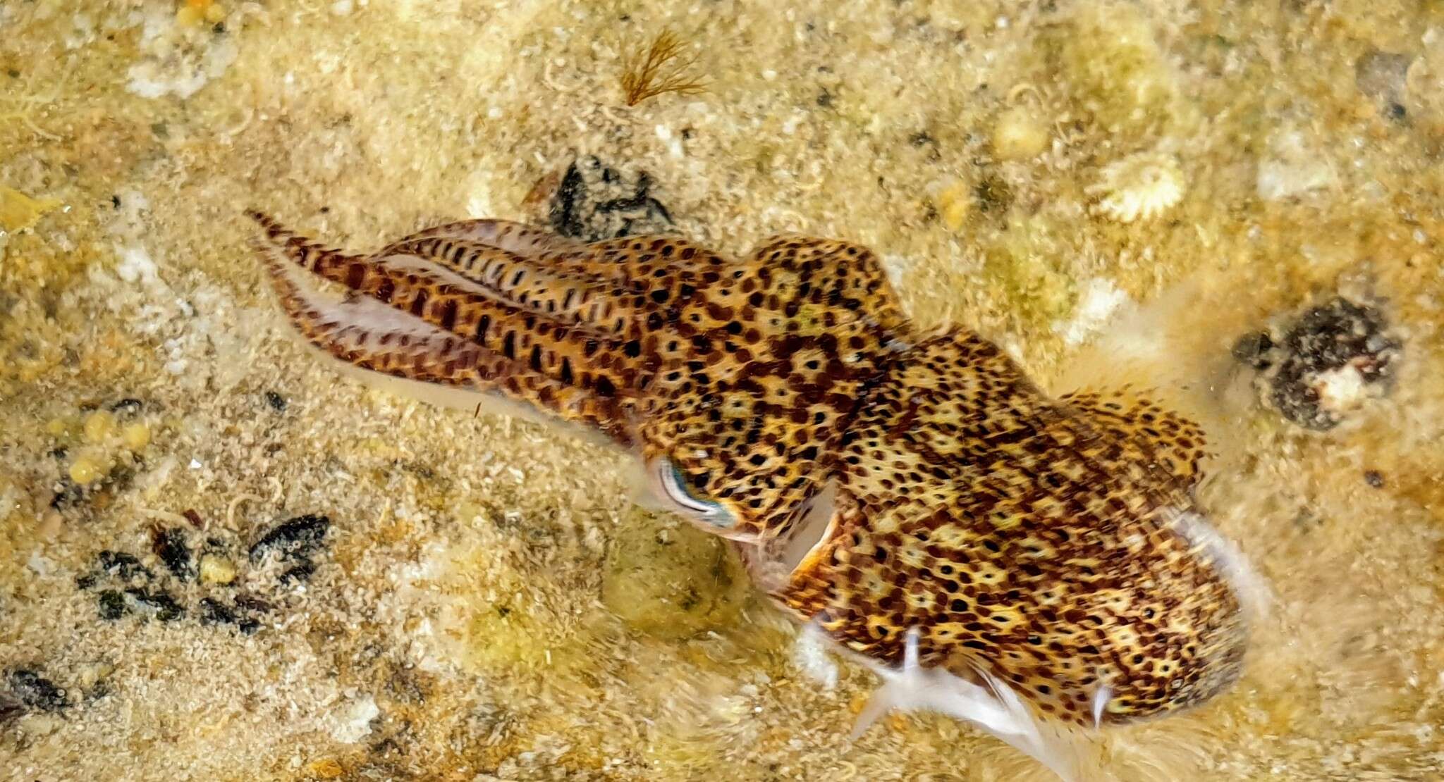 Image of Southern Bobtail Squid