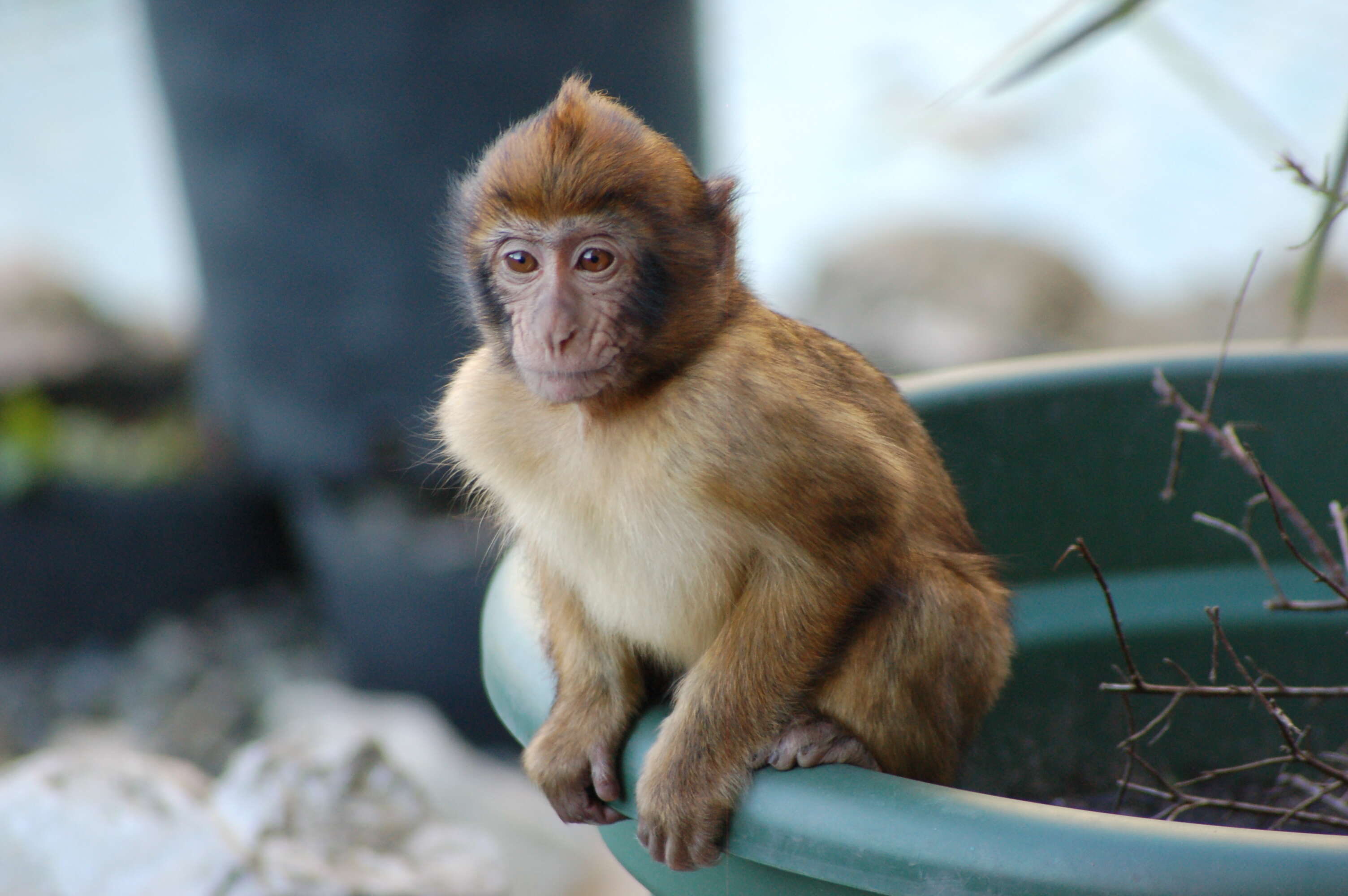 Image of Barbary Ape