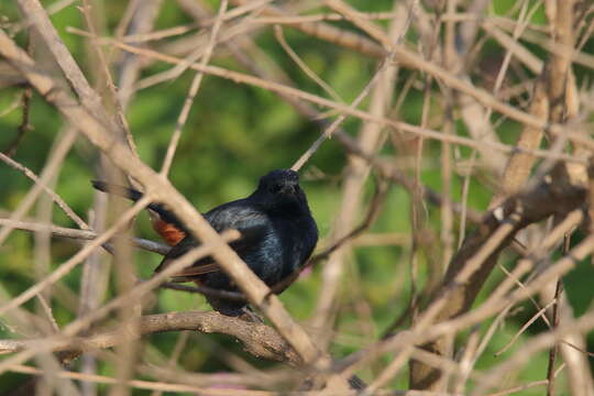 Image of Indian Robin