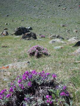 Image de Oxytropis tragacanthoides DC.