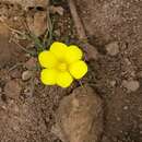 Image of Moraea fugacissima (L. fil.) Goldblatt