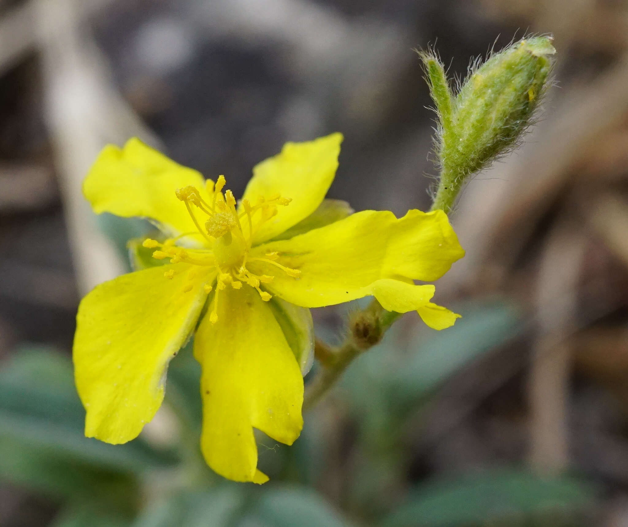 Image of Helianthemum canum (L.) Baumg.