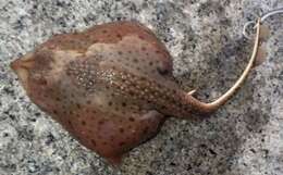 Image of Little Skate