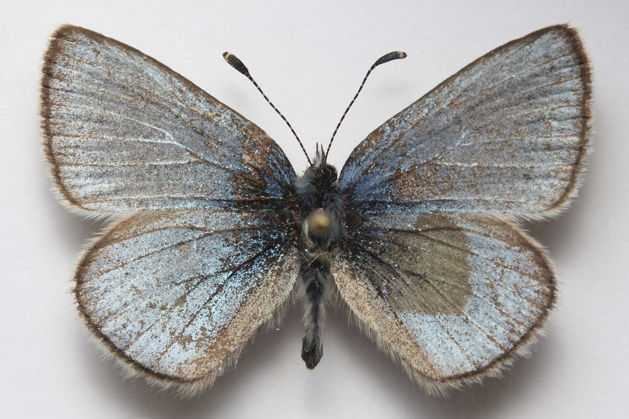 Image of Glaucopsyche lygdamus couperi Grote 1873