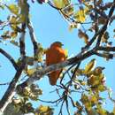 Image of Orange Dove