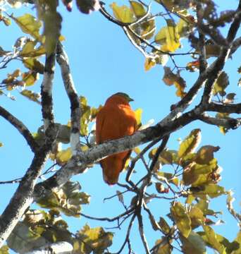 Image of Orange Dove