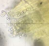 Otidea subformicarum Olariaga, Van Vooren, Carbone & K. Hansen 2015的圖片