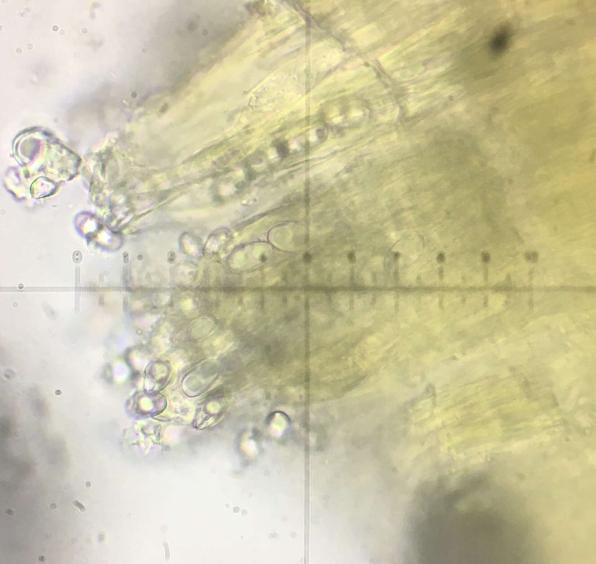 Image of Otidea subformicarum Olariaga, Van Vooren, Carbone & K. Hansen 2015