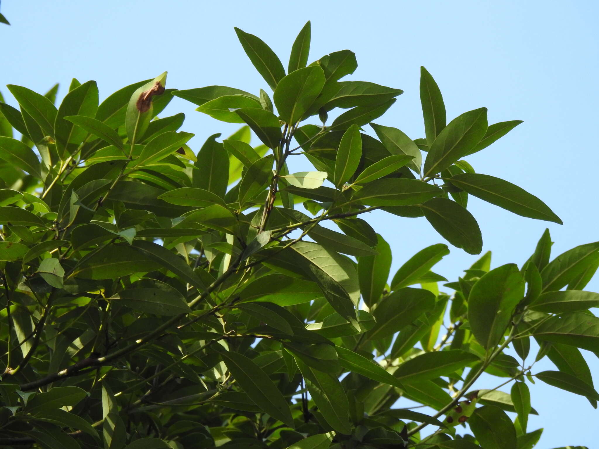 Plancia ëd Machilus zuihoensis Hayata