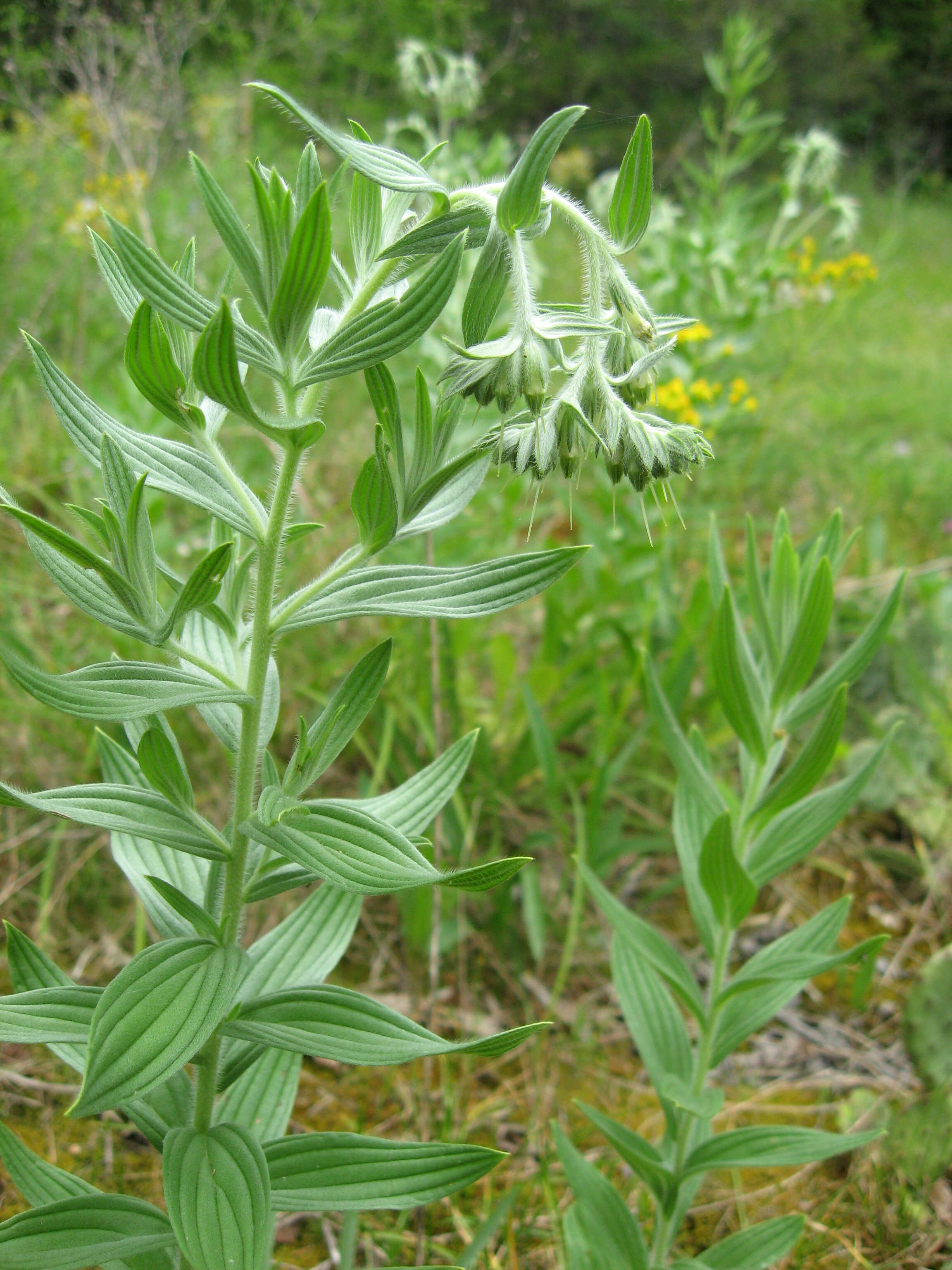 Image of soft-hair marbleseed