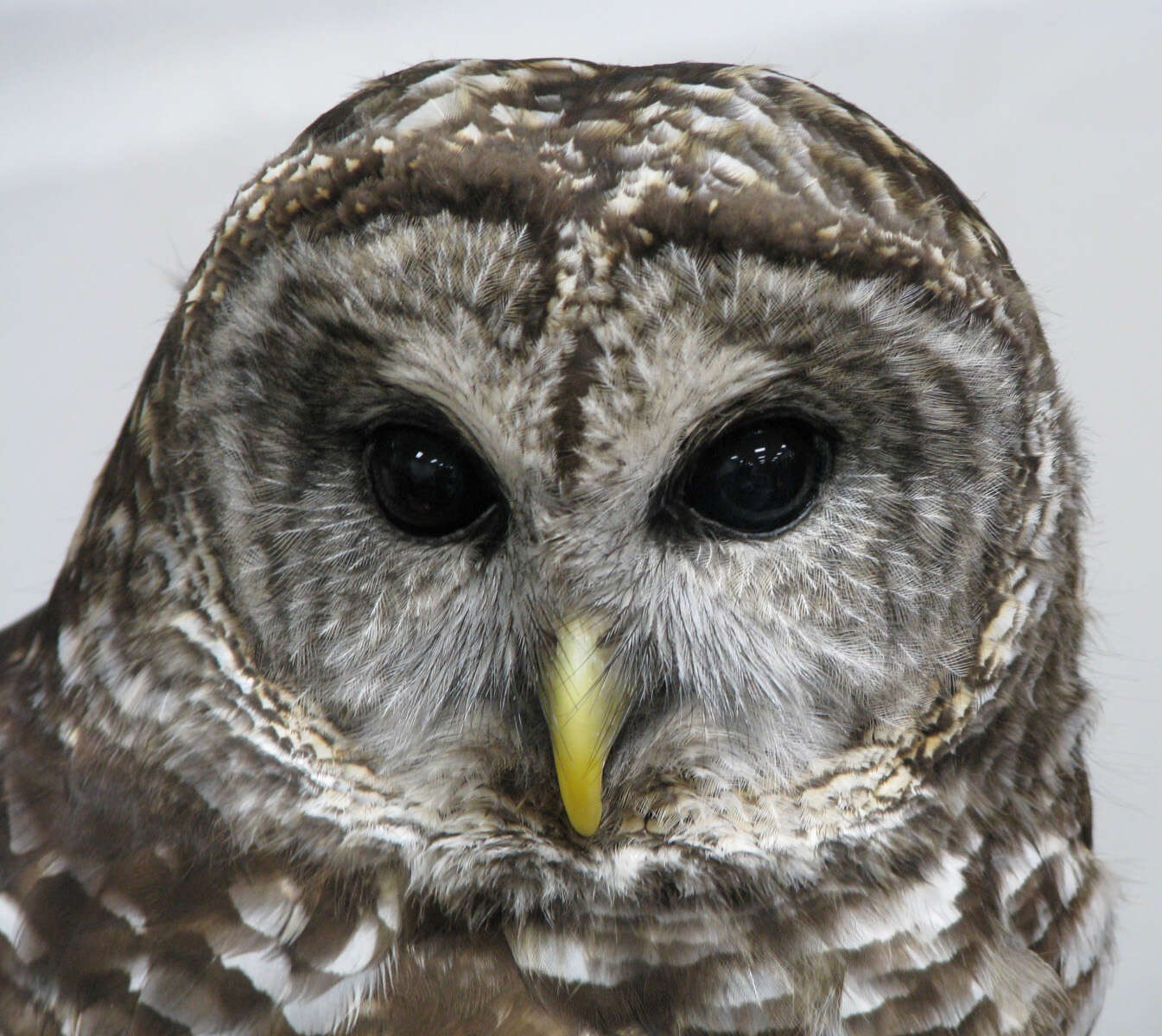 Image of Barred Owl