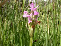 Image of Dactylorhiza traunsteineri subsp. curvifolia (F. Nyl.) Soó