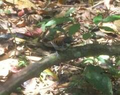 Image of Spotted Antbird