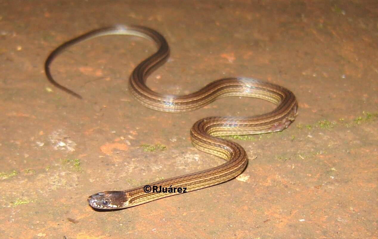 Image of Godman's Graceful Brown Snake