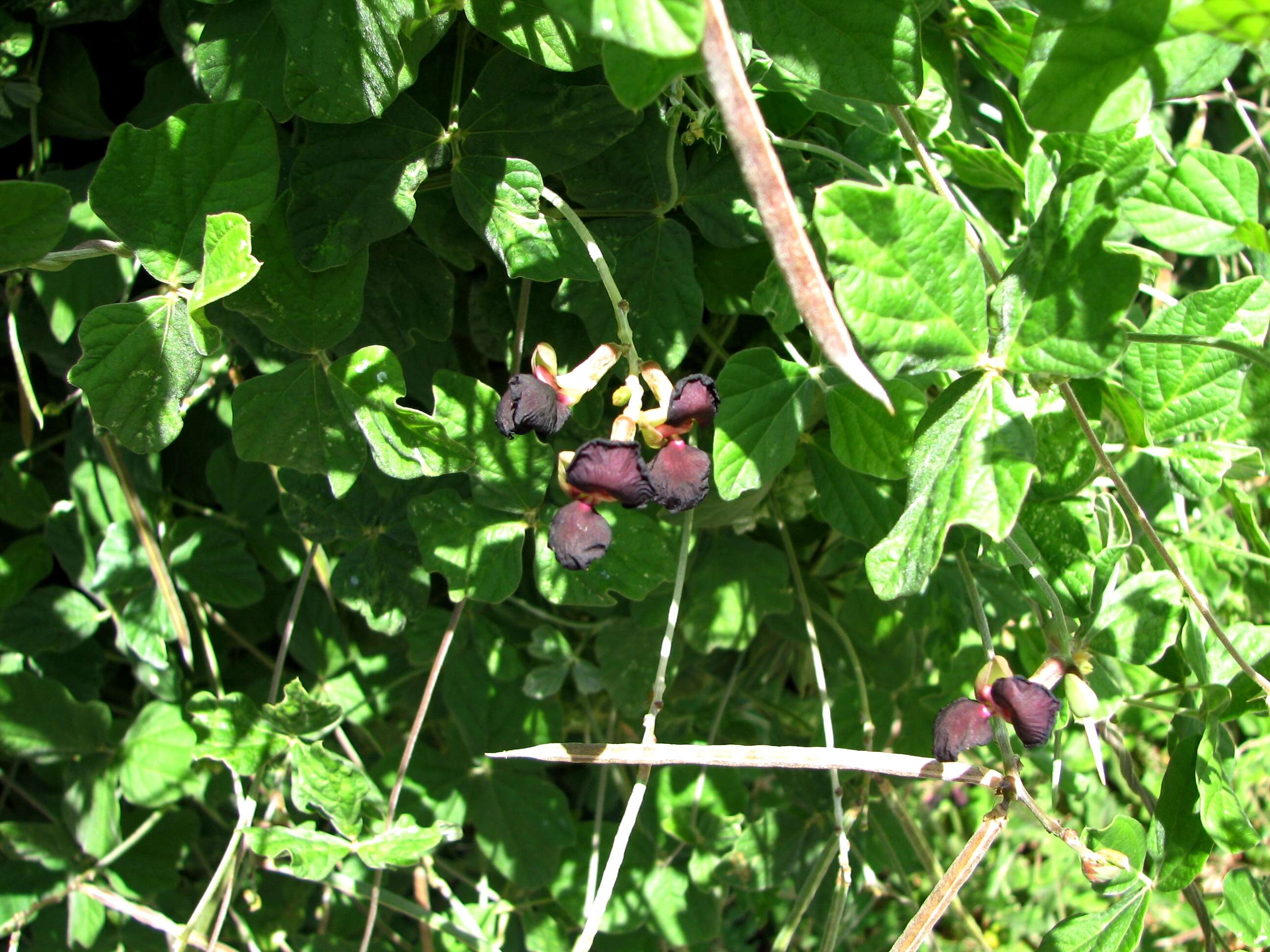 Macroptilium atropurpureum (DC.) Urb. resmi