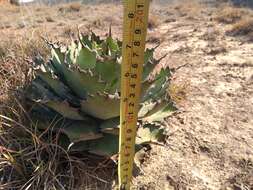 Agave nuusaviorum García-Mend. resmi