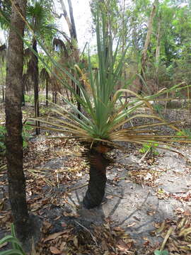 Image of Pandanus spiralis R. Br.