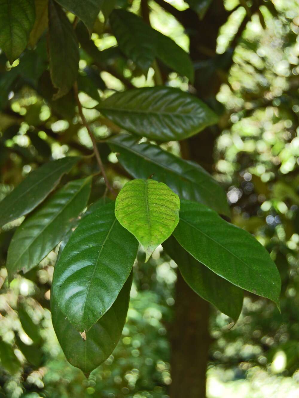 Imagem de Myristica fragrans Houtt.