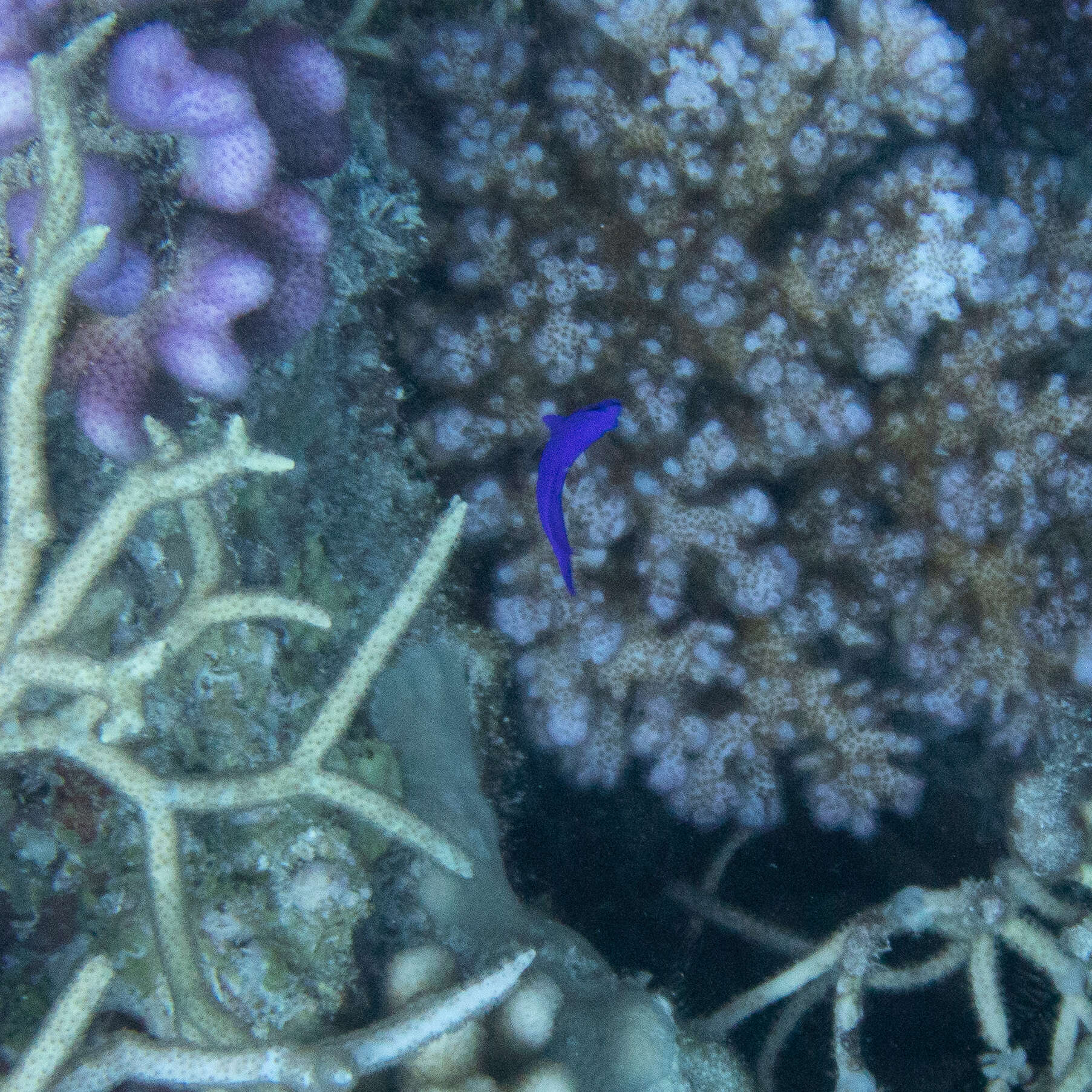 Image of Orchid dottyback