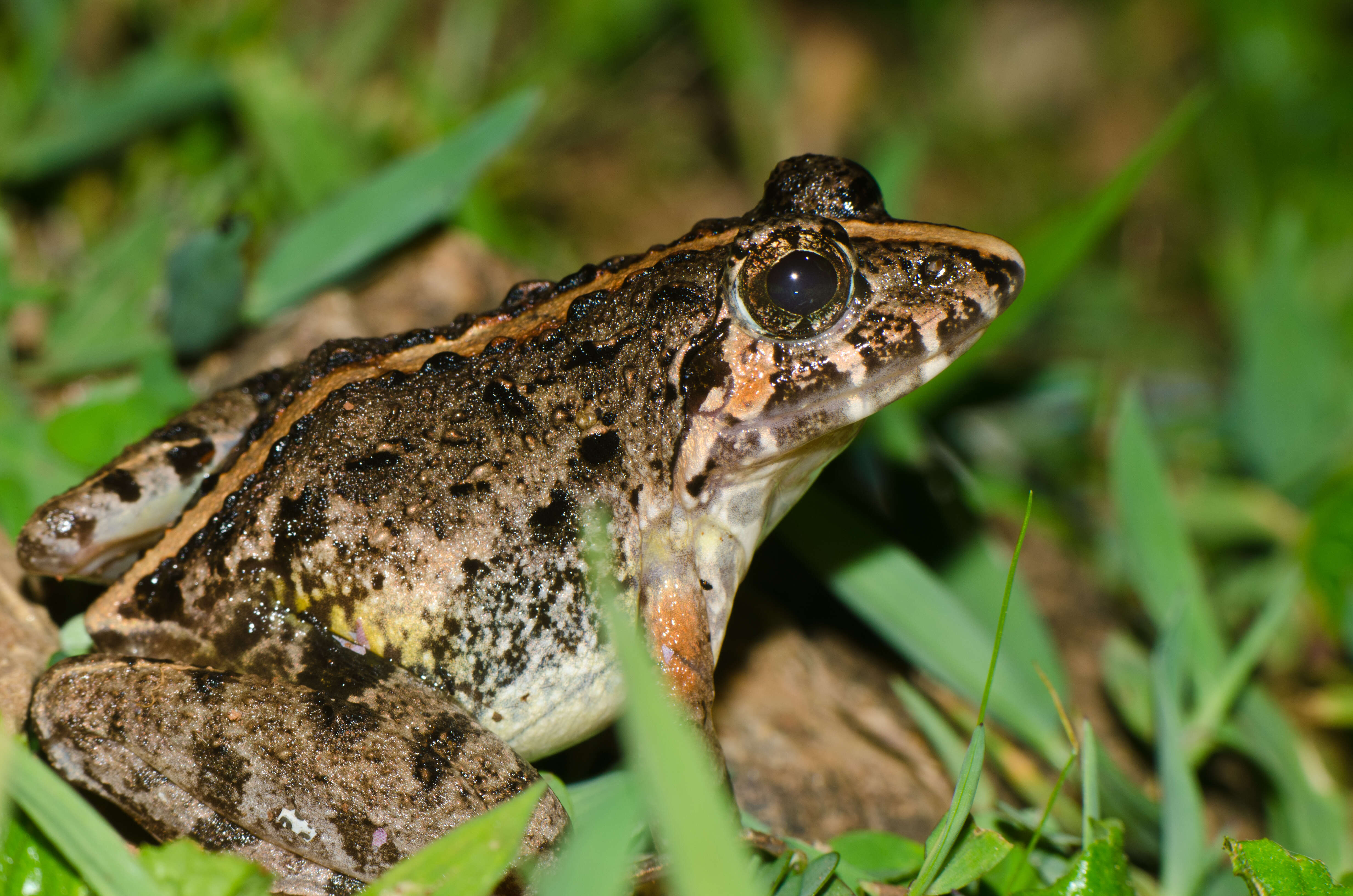 Image of Minervarya kudremukhensis (Kuramoto, Joshy, Kurabayashi & Sumida 2008)