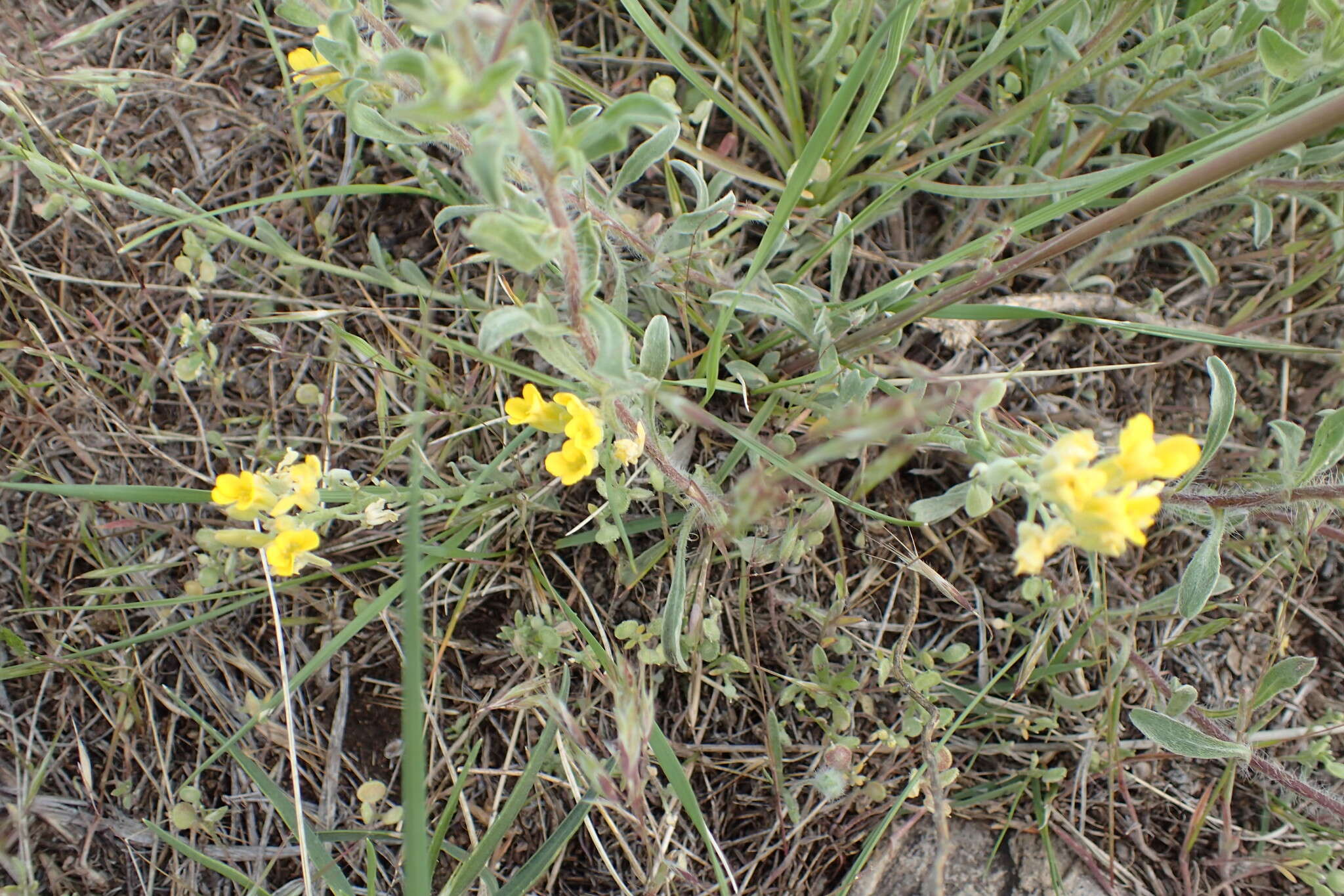 Image of mountain bladderpod