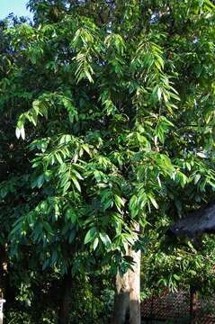 Image of Bouea macrophylla Griff.