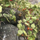 Image of Solanum caumii