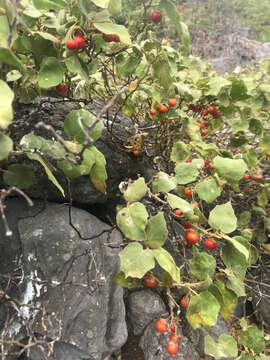 Image of Solanum caumii