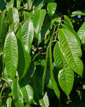 Image of Bouea macrophylla Griff.