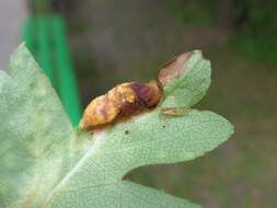 Image of Midland Hawthorn