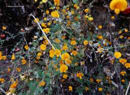 Image of Crotalaria filipes Benth.