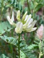 Plancia ëd Astragalus accidens S. Wats.