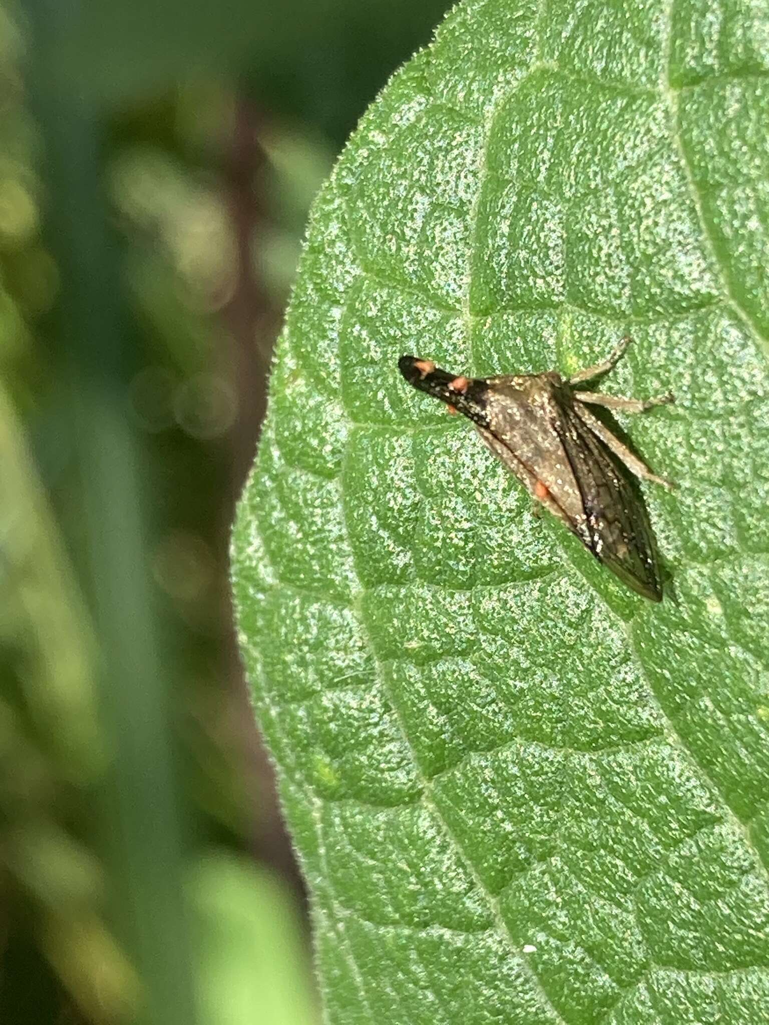 Image of Aconophora mexicana Stål