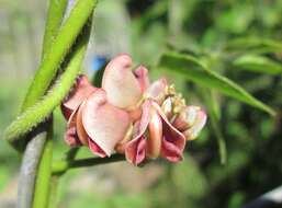 Image of groundnut