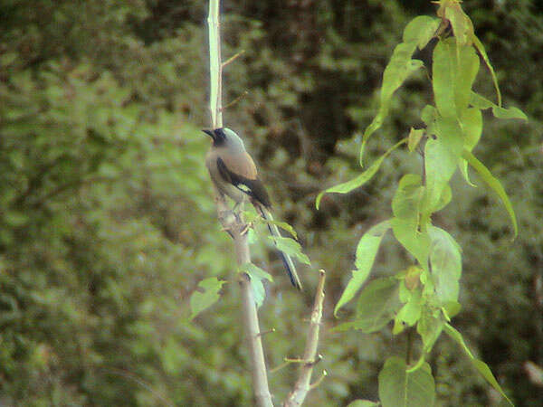 Image of Grey Treepie