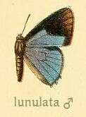 Image of Anthene lunulata (Trimen 1894)