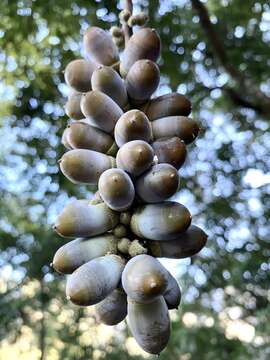 Image of Japanese blue oak