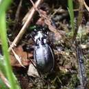 Plancia ëd Pterostichus (Pterostichus) fasciatopunctatus (Creutzer 1799)