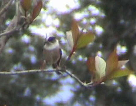 Image of White-throated Bushtit