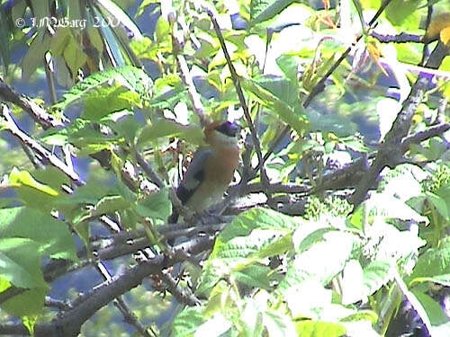 Image of Red-headed Bullfinch