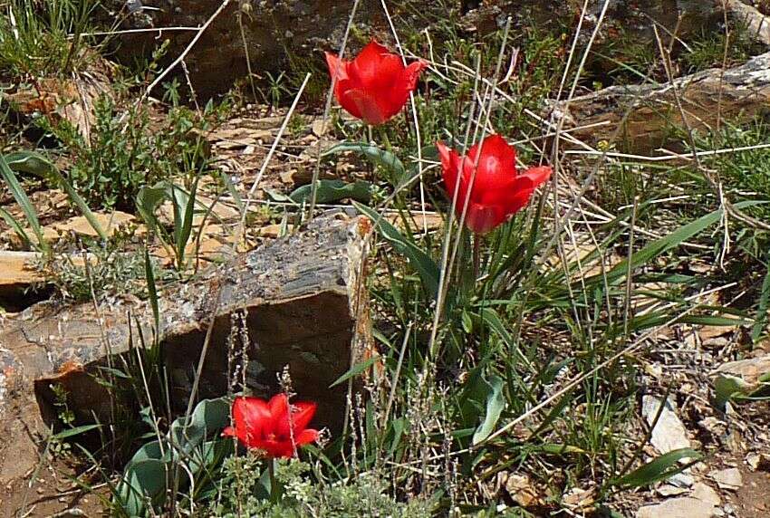 Image of Tulipa fosteriana W. Irving