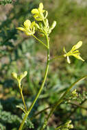 Image of Erucastrum nasturtiifolium (Poir.) O. E. Schulz