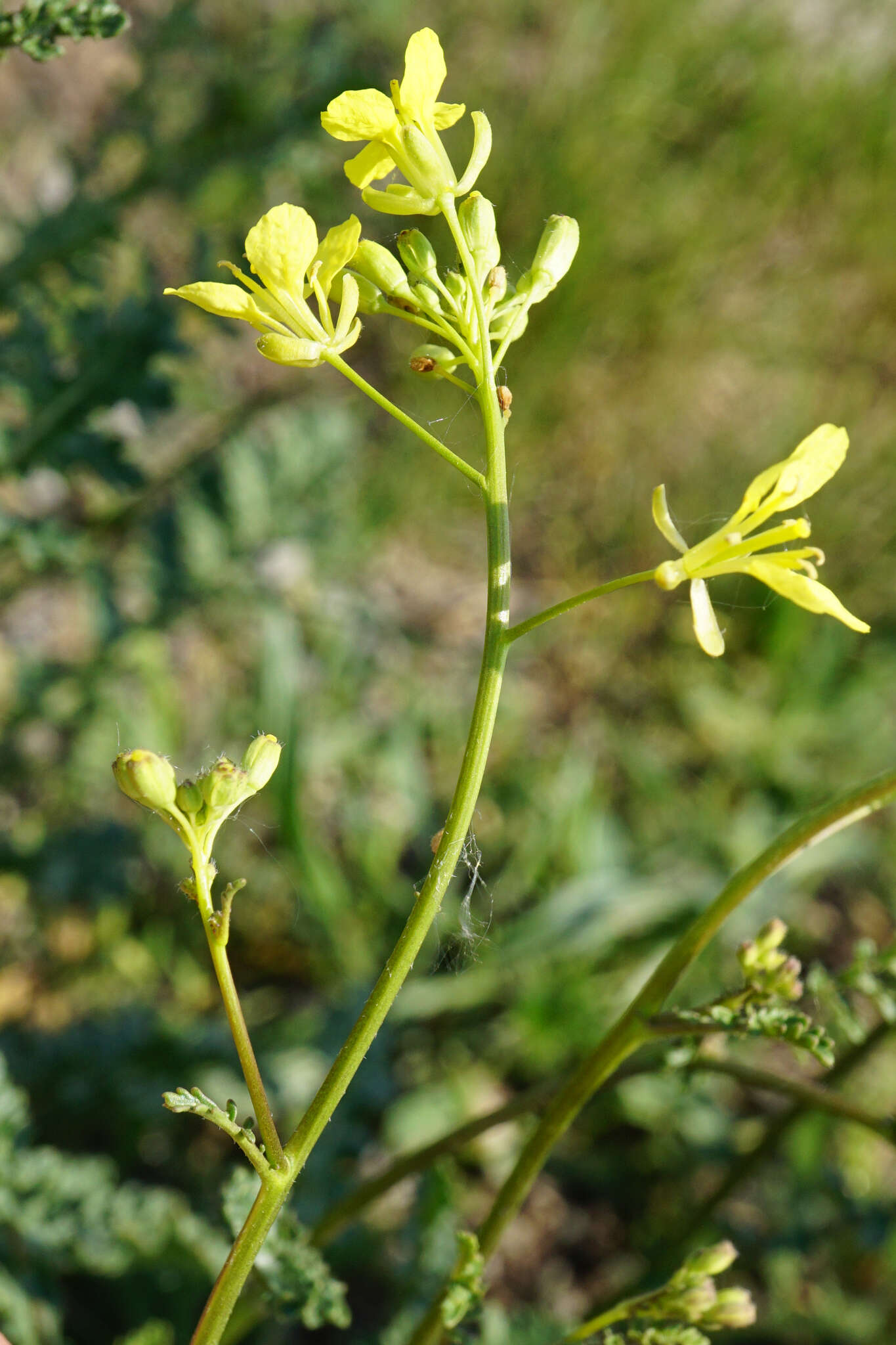 Image of Erucastrum nasturtiifolium (Poir.) O. E. Schulz